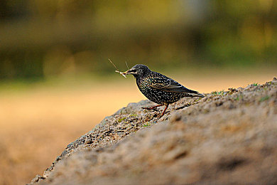 村妇树林日B：田园越野新篇章，女性主角驾驭硬核森林冒险-4