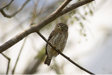 世界十大禁用软件:竞速新作颠覆物理法则,黑市代码引发赛道伦理争议-3