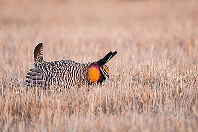 一区二区亚欧：穿越洲际赛道，驾驭全球地貌的极限竞速之旅-3