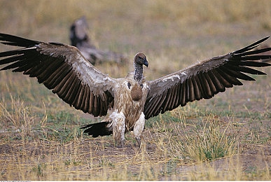 麻豆精东传媒：极速狂飙，打造你的娱乐帝国征途-4