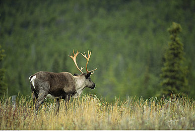 男生把困困放在女生定眼：双人驾驶革新力作今日上线，极速追缉开启战术竞速新纪元-5