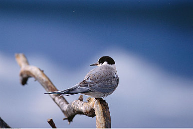 国产白袜男Gaychina白袜男生：虚拟偶像极速风尚，穿搭竞速引爆都市潮流之旅-3