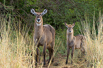 法国空姐满天星：云端速递，优雅竞逐三维星河-2