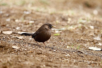 军人自慰出精 中国:铁血征程,锤炼意志,铸就现代精锐之师-3