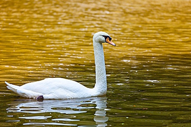 一区二区三区三州：竞速新纪元，征服赛道与经营资源的双重挑战-3