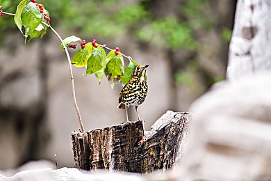四川阿姨荒野大镖客趣事：当退休生活邂逅西部传奇，中年玩家沉浸救赎之旅-5