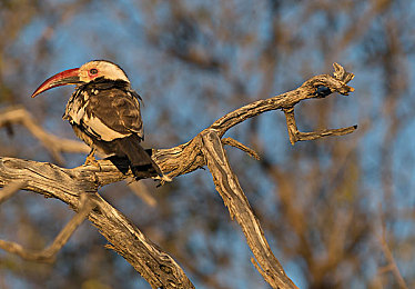 十大被禁软件下载：虚拟赛车手必备，解锁暗黑科技驰骋赛博都市-3