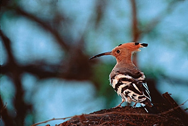 不知火舞与孩子森林公园：格斗女王跨界狂飙，全新竞速角色扮演游戏今日震撼上线-4