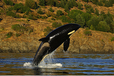 阿娇陈冠希：情感迷宫与道德抉择，心影交织引爆隐私伦理热议-5