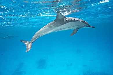 18加火影:疾风赛车,忍者竞速,查克拉赛道上的极速传说-2