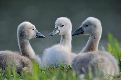 国产色Av：极速幻影,用色彩改写竞速规则的视觉革命-5