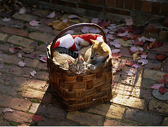 精东传媒果冻传媒51传媒：霓虹深渊中的极速觉醒，数据牢笼与自由之路-5