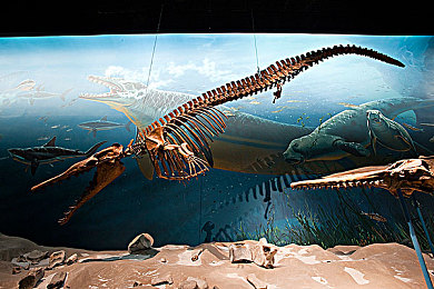 丁香五月天婷婷五月天：墨西哥花海疾驰，地平线上永不落幕的浪漫旅程-3