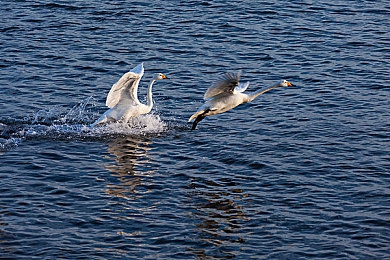 机机对机手机免费下载大全最新版安卓手机网页：安卓赛车游戏极速攻略，免费获取顶尖画质与改装秘籍-3