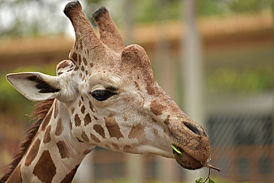 国产视频色情：视觉引擎驱动，中国都市竞速新纪元-3