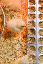 人妻麻豆：虚拟与现实的平衡艺术，家庭赛车计划今日正式上线