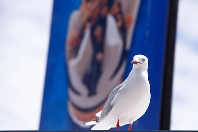 后进圆润翘臀:驾驭经典跑车曲线,体验地平线5独特操控美学-3