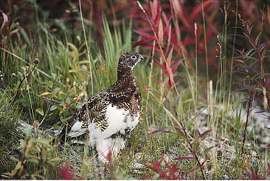 黄台窗口页面：极限车手都市狂飙今日上线，硬核驾驶挑战引爆竞速圈-2