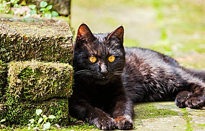 苏州ios粉色晶体有限公司:霓虹园林极速幻想,晶体能源定制竞速之旅-2