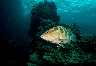 福建导航app官方网站：极速穿梭，闽地智驾，人机协同的赛道艺术