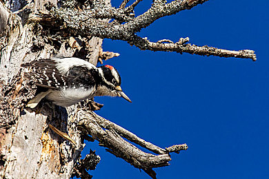 亭亭玉立国色天香的：古典风华，华美座驾与宫廷竞速的艺术巡礼-4