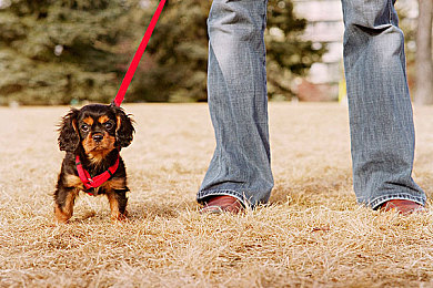 男同社区：引擎轰鸣中缔结兄弟情谊，深度改装与团队竞速的全新体验-3