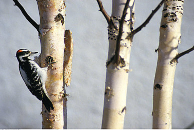 姬小满乳液狂：极速幻想新角色技能引热议，化学改装颠覆传统赛车玩法-2