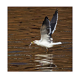 爱情岛论坛国产福利首页：极速幻境引爆热议，国产赛车游戏诚意攻略全解析-2