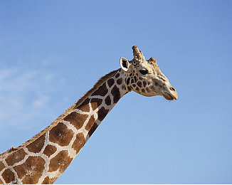 五月天一区二区三区：从新手到大师，赛车游戏的段位进阶之路全解析-3