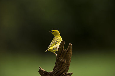 机机对机机手机下载:极速改造,机械师与赛道的动态博弈诗篇-5