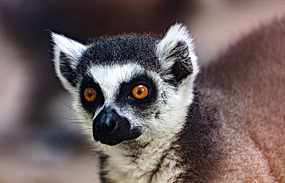 朝阳吃瓜群：墨西哥晨光下，围观顶级车手竞速对决的赛车盛宴-3