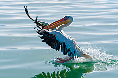 男人女人一起差差差app：极速搭档深度解析，双人竞速如何通过互补突破极限-2