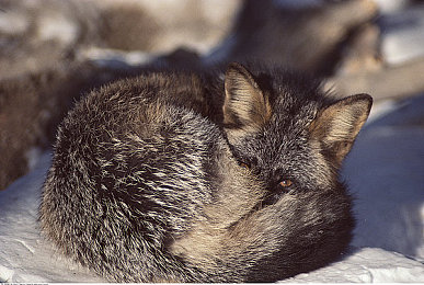 亚洲一区区：东方极速，霓虹与樱花的赛道诗篇-4