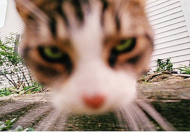 男人和雌性宠物交SSSCHD：极速伴侣革新竞速体验，人车共生系统开启赛道新纪元