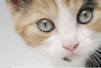 三上悠亚黄片：星光赛道极速狂飙，金色特效点燃竞速新体验-5