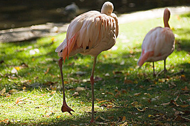 黄色软件网站下载3.0.3免费oppo版大全装扮讲解：汽车改装新作《极速装扮3.0.3》OPPO版今日上线，深度改装系统全面解析-3