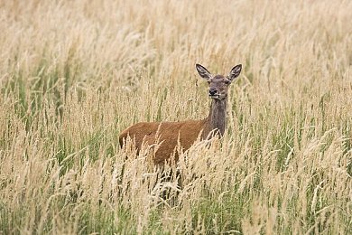 糟老头子破解版v1.0.6安卓介绍：魔性驾驶挑战，解锁全车辆体验荒诞送货之旅-3