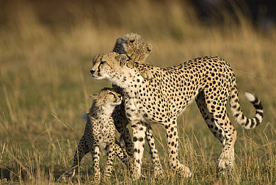 黄三色是哪三色颜色搭配好看图片：极限竞速地平线,打造惊艳赛车涂装配色攻略-3