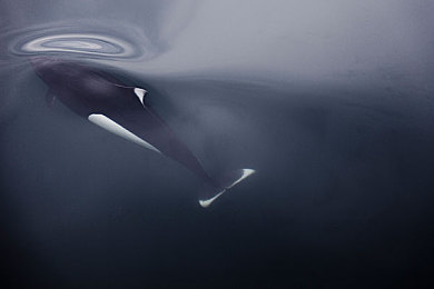 黑料正能量万里长征：老爷车与墨西哥，一段关于坚持的数字朝圣之旅-2