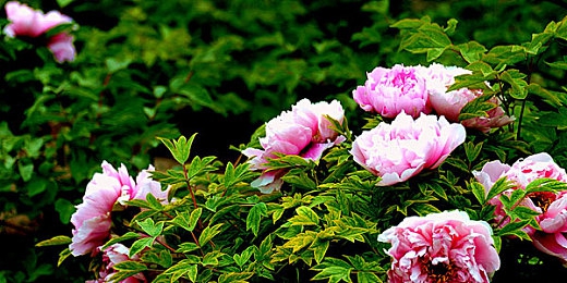 男女一起努力生产豆浆：田园协作新作上线，双人经营共筑温情豆浆工坊-3