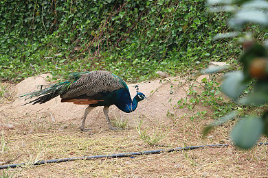 亚洲一区二区区别：霓虹峡谷与海岸山脊，竞速美学的东方变奏
