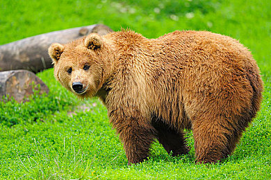 黄色软件免费安装:墨西哥画卷上的疾驰艺术,地平线五稀有涂装终极获取指南-4