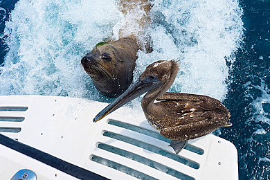 91黑料吃瓜网：《飙车风云》今日上线，情报战颠覆传统竞速玩法