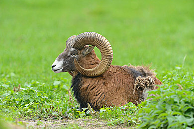 打扑克使劲摇床不盖被窝：脑力全押与极速狂飙的双重对决-3