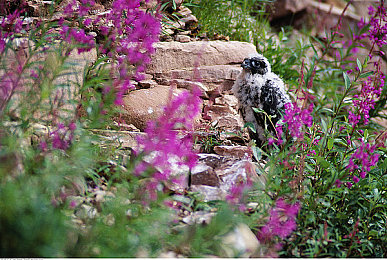男女打扑克的软件,:极速飞驰,卡牌决胜,策略与激情的双重奏-4