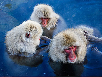 国产激情AV：极速狂飙，中国汽车文化在虚拟赛道上绽放激情-2