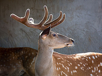 免费十大禁止安装应用：街头赛车风云玩家必读，合法提升技巧与安全警示-3