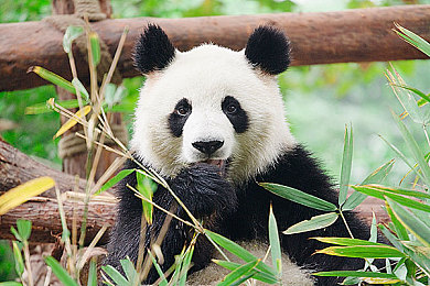 一区一区三区:征服三大赛区终极指南,地平线高手必备驾驶哲学-4