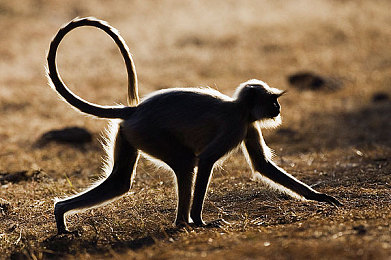 机机和机机手机免费正版:硬核改装,自由驰骋,手机免费畅享极致赛车乐趣-3