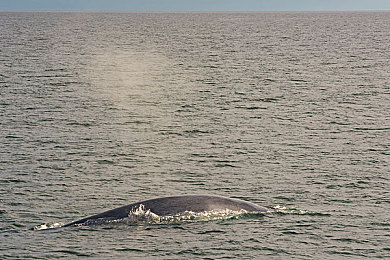 男男野战：《极限狂飙：双雄争霸》今日上线，双人越野战术竞速开启全新对决时代-3